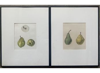 Pair Of Plates Of Pears From The N.Y. State Dept. Of Agriculture, Framed And Matted