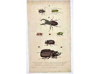 Antique Color Plate From A Book Circa 1785, Of Beetles