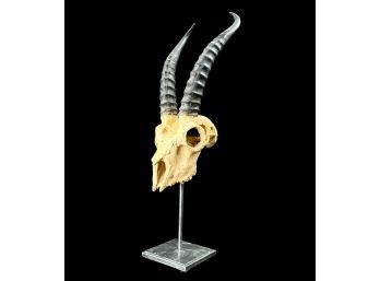 Resin Antelope Horns And Skull On Metal Base