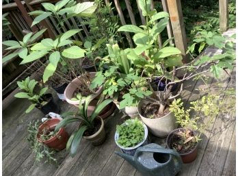 Flower Pots With Plantings - All The Pots On The Deck, Some Exotics