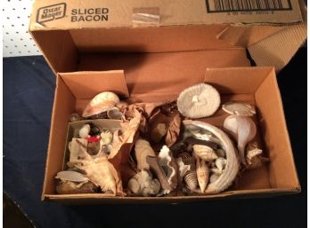 Collection - Box Full Of Vintage Shells And Sea Life - Some Nice Unusual Stuff