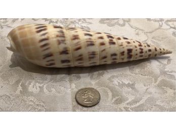 Another Beautiful Cone Shell