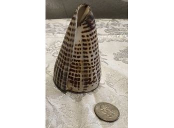 A Beautiful Cone Shell