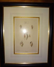 Framed -Strombus Shells-  Nautical Genus/ Species Plate