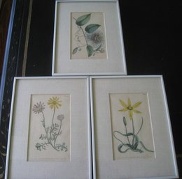 Antique Hand Colored Botanical Prints
