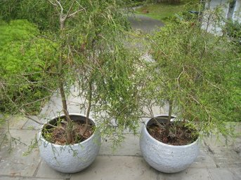 Pair Of Live Trees In Pots  Golden Threaded Cypress