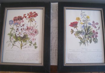 Pair Of Vintage Framed Botanical Prints