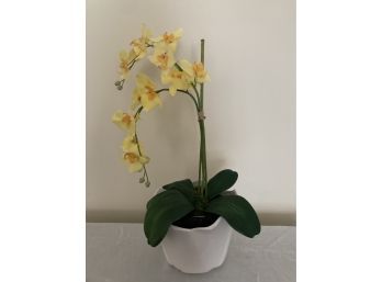 Lovely Yellow Orchid