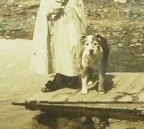 Antique Pit Bull, Dog  Lady Photograph