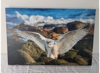 Photo Of White Owl. Signed HW. (Living Room)