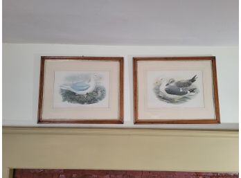 Set Of 2 Framed John Gould Lithograph Water Fowl Prints (great Room)