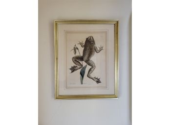 Framed Frog Lithograph Print (2nd Floor Landing)