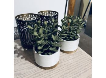 Faux Succulents And Candle Holders (Basement)