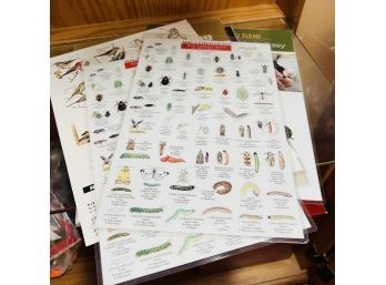 Laminated Guides To Bugs, Birds And Gardening