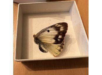 Preserved Butterfly