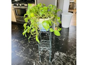 Potted Plant And Plant Stand (Kitchen)