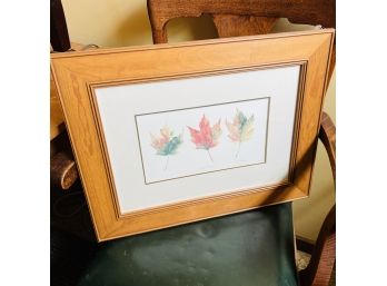 Framed Sugar Maple Print - Signed By B. Papais (Basement Room)