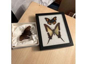 Preserved Butterflies