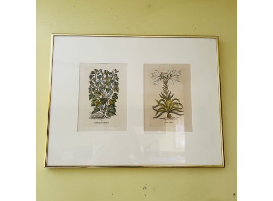 Framed Botanical Print (Kitchen)