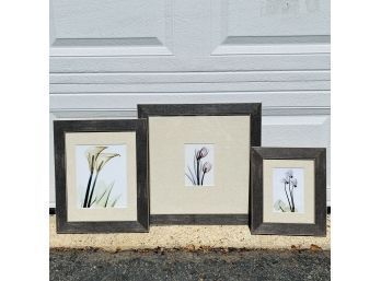 Botanical Prints In Matching Frames - Set Of Three