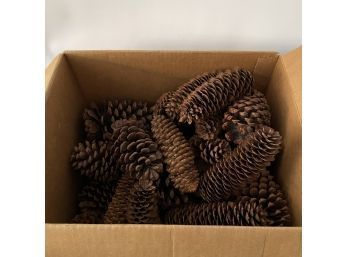 Box Of Real Pine Cones, Great For Holiday Decor! (JC)