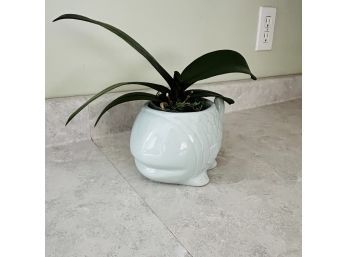 'Moon Orchid' In Small Ceramic Fish Planter (LR)