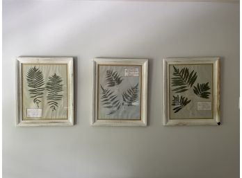 3 PC COLLECTION OF ANTIQUE FRAMED FERNS FROM FOSTER BOTANICAL GARDEN