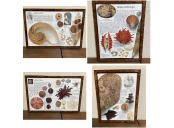 COLLECTION OF FRAMED SEASHELL PRINTS AND BOOKS
