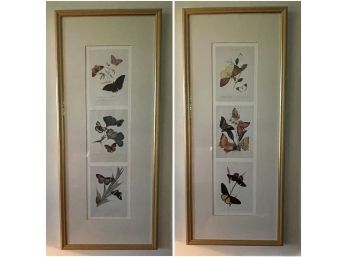 Pair Of Framed Vintage Butterfly Prints