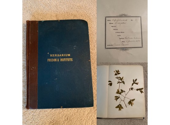 **One Of A Kind** 1899 Herbarium Fredonia Institute, 50 Pressed/dried Botanical Specimens