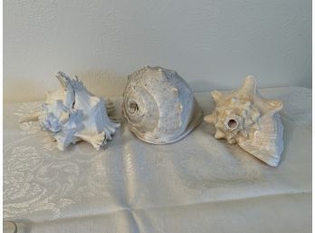 3 Large Seashells