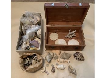 Boxes Of Seashells, Sand Dollars, And Coral