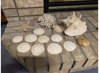 Sand Dollars, Fossilized Sand Dollar, Starfish, Coral And Shells