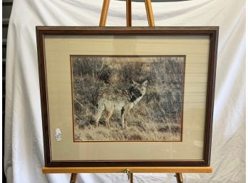 Framed Photograph Of A Coyote In Dry Brush