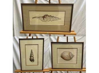 Limited Edition Signed And Numbered Shell Lithographs