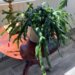 Live Blooming Christmas Cactus