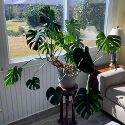 Live Monstera Deliciosa Or Split Leaf Philodendron Potted Plant