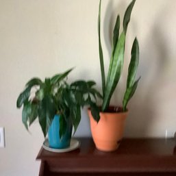 2 Live Plants- Mother In Law Tongue Or Snakeplant And Peace Lily