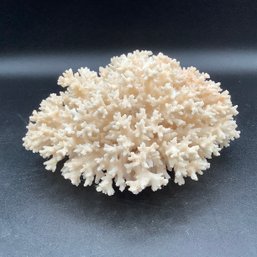 Large Real Coral