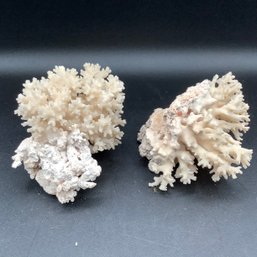 2 Authentic Real Pieces Of Coral