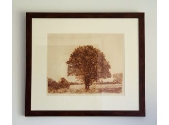 Herbert Fink, Classical Maple, Etching On Paper, 1979