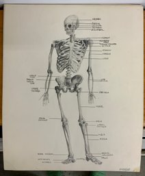 Student Anatomical Pencil Drawings From The 1960s