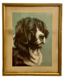 Framed Antique Chromo-Litho Of Newfoundland Dog