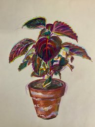 Unsigned 1960s Colored Pencil Study Of A Plant