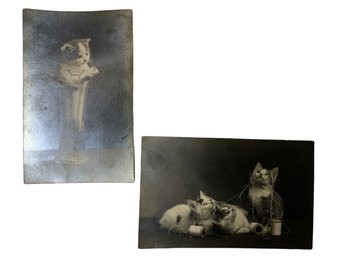 Antique Real Photo Postcards Of Kittens