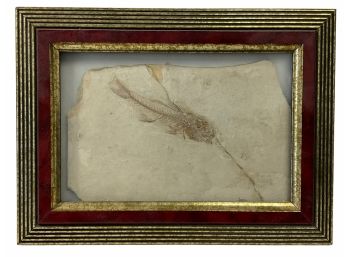 Framed Ancient Fish Fossil