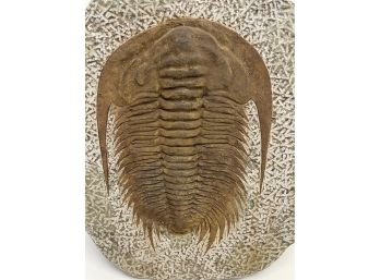 Massive Authentic Fossil Paradoxides Trilobite Lower Cambrian Period Toughacht, Morocco