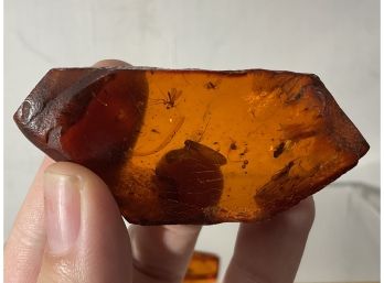Two Large Pieces Of Amber Full Of Insects