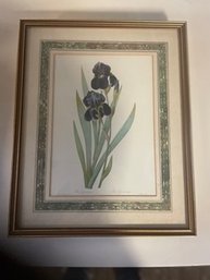 Art: 'Bearded Iris' Print (GP)