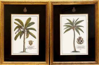 King Palm Poster Prints By Georg Ehret